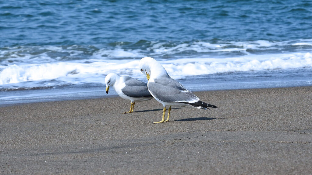 海辺の鳥